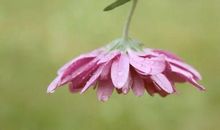 脾气好人品好的4大生肖，为人处事有耐心，不会轻易翻脸