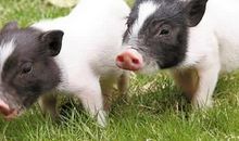 老婆是这个生肖，帮夫有道，后半生钱财如水涌！