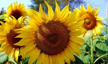 11月财运飙涨，接住好运的四大生肖，贵人运旺盛