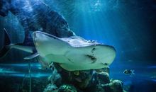 几大生肖人品最好，走遍天下都混得，走向人生巅峰!