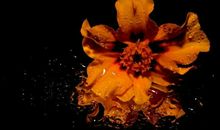 恭喜四生肖好运连连，11月4号开始有了好运的加持，钱财滚滚来!