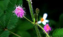 下个月4属相迎来了命中的富贵和吉星，跃过龙门，家庭幸福美满