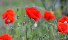 11月2号开始有大喜到来，四生肖抓住好时机，有望翻身做富翁！