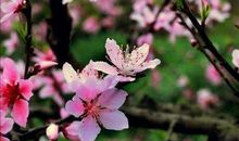 11月4号开始求财道路顺畅，四生肖命如聚宝盆，能赚的盆满钵满！