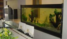 鱼缸有那些风水禁忌 不要正对厨房炉灶