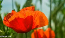 11月4号开始贵人相当多，四生肖顺利开启好运，偏正财双获丰收!