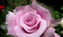 11月5号起财运一步登天，赚得金银满库的生肖，每天都快快乐乐