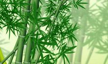 三大生肖从今以后只会发财，破财之事永远到不了他们身上