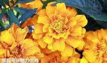 恭喜四生肖抓住了财运机遇，10月21号开始横财遍地，有望中大奖!