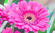 恭喜四生肖喜鹊门前叫，11月2号开始运势扬帆起航，改变一生财富格局!