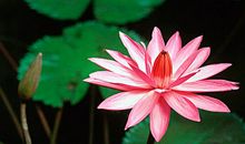 10月过完，运势不一般，存款翻番，事业运大涨的三生肖