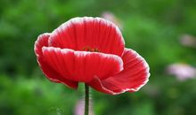 未来半年天降大喜，运势直线上升，财运暴涨，天降大财的属相