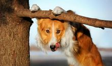 属狗人出生在这3个月份，易遇贵人，命中必有大财发