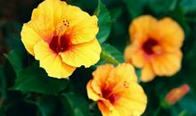 下周开始，大喜从天降，100%特大好消息，3生肖天上掉财、地上生金，睡着笑醒