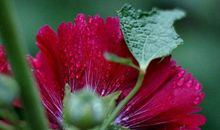 明年起好事多，一整年都顺遂无比的生肖，再三发横财，福气逼人