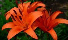 天生富太太命的生肖女，每逢有困难必有贵人相助，一生财运顺遂