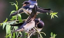 几大生肖马上就快时来运转了，他们的霉运到期，好运不断