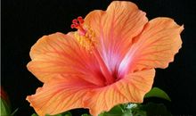 算命的说：10月底，迎财神进门，用麻袋袋装大钱，3生肖财运高涨，横财数不清