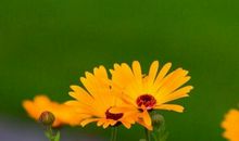 10月下旬灾星远离，运势高人一等，以后生活过得好的3生肖