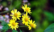 未来三十天福星高照撞大运，偏财不断，钞票如雨，日进斗金的生肖