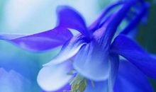 未来2年贵子来，万业兴的生肖，裴翠鸿运到来，以后财运走上坡路