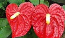 2019年三大生肖桃花朵朵开，事业高高晋，双喜临门！