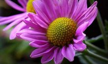 之前诸事难顺的生肖，10月底起烦恼不再有，财富滚滚，遇难成祥