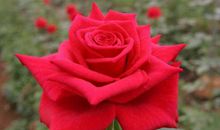 11月事业欣欣向荣，财富增长，前途光明，过上富裕有钱日子的生肖