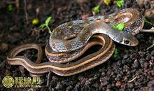 53年属什么，1953年属相是什么