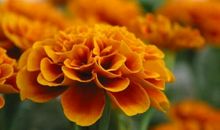 主动出击，追求恋爱，三大星座八九不离十能答应，很开放！