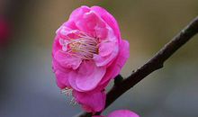 11月招财聚财，桃花如泉涌的生肖，准备麻袋接钞票，幸运至极