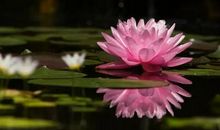 家庭地位高的3大生肖女，最具话语权，丈夫百依百顺