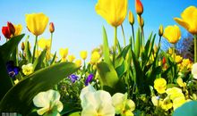 花钱如流水的4大生肖，有多少花多少，典型的“月光族”