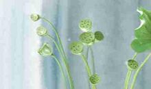 招财树如何摆放风水好 怎么解释