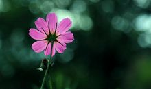 财富涨不停的3生肖，十一月起，财运滚滚到，财富蹭蹭涨