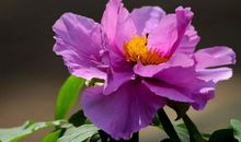 这3大生肖终于熬出头，贵人护佑，喜鹊报喜，钱多事业火的生肖。