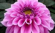 失恋后，爱买醉三大生肖，喝的痛快，放得下！