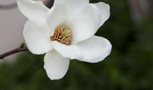 未来三个月运势达到巅峰，顺顺发发、藏金藏财，财运冲天的四属相