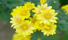 11月求财有财，求喜有喜，3生肖桃花旺，事业火，收获颇丰！