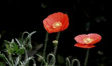 感情中既有责任感又专一，一旦爱上一个人，就认定对方的属相