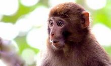 梦见猴子不太吉祥，男人在工作中会遇到小人使拌