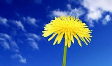 11月生金带财，吉星拱照的四大生肖，事业如火如荼