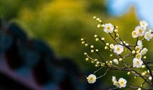 未来7天时来运转，运势上吉，日子越过越好的3大生肖！