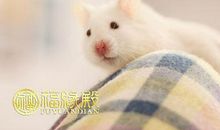 属鼠和属羊的婚姻咋样