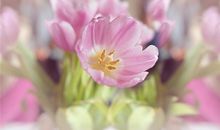 1944年的生肖何时好运(图文)