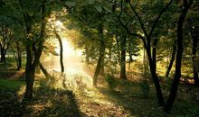 十一月上旬，金银涨不停，一顺百顺的四大生肖，有望喜上加喜