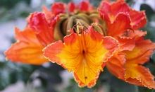 猪年大吉，三大生肖桃花运上上签，工作抢尽风头，有你么？