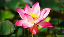 爱撒谎的3大生肖，不靠谱，他们说的话不能轻易相信