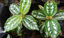 生活压力大，总感觉力不从心的生肖男