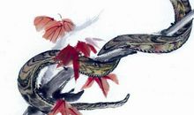 属蛇人出生在这几个月份，一生得福星眷顾，命好福多，富贵无忧